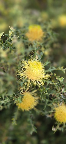 Banksia hirta (Banksia hirta)