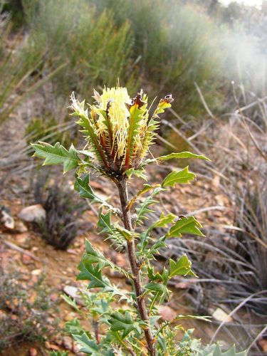 Banksia hirta (Banksia hirta)