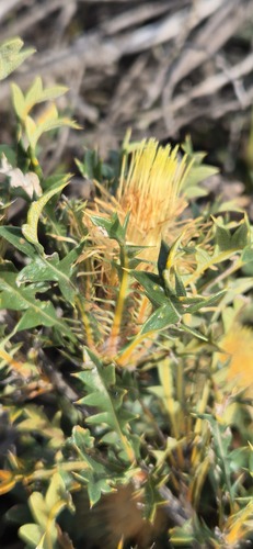 Banksia hirta (Banksia hirta)