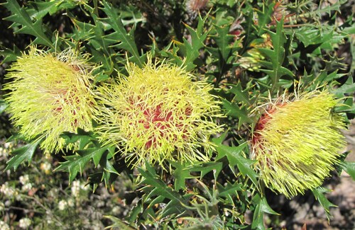 Banksia hirta (Banksia hirta)