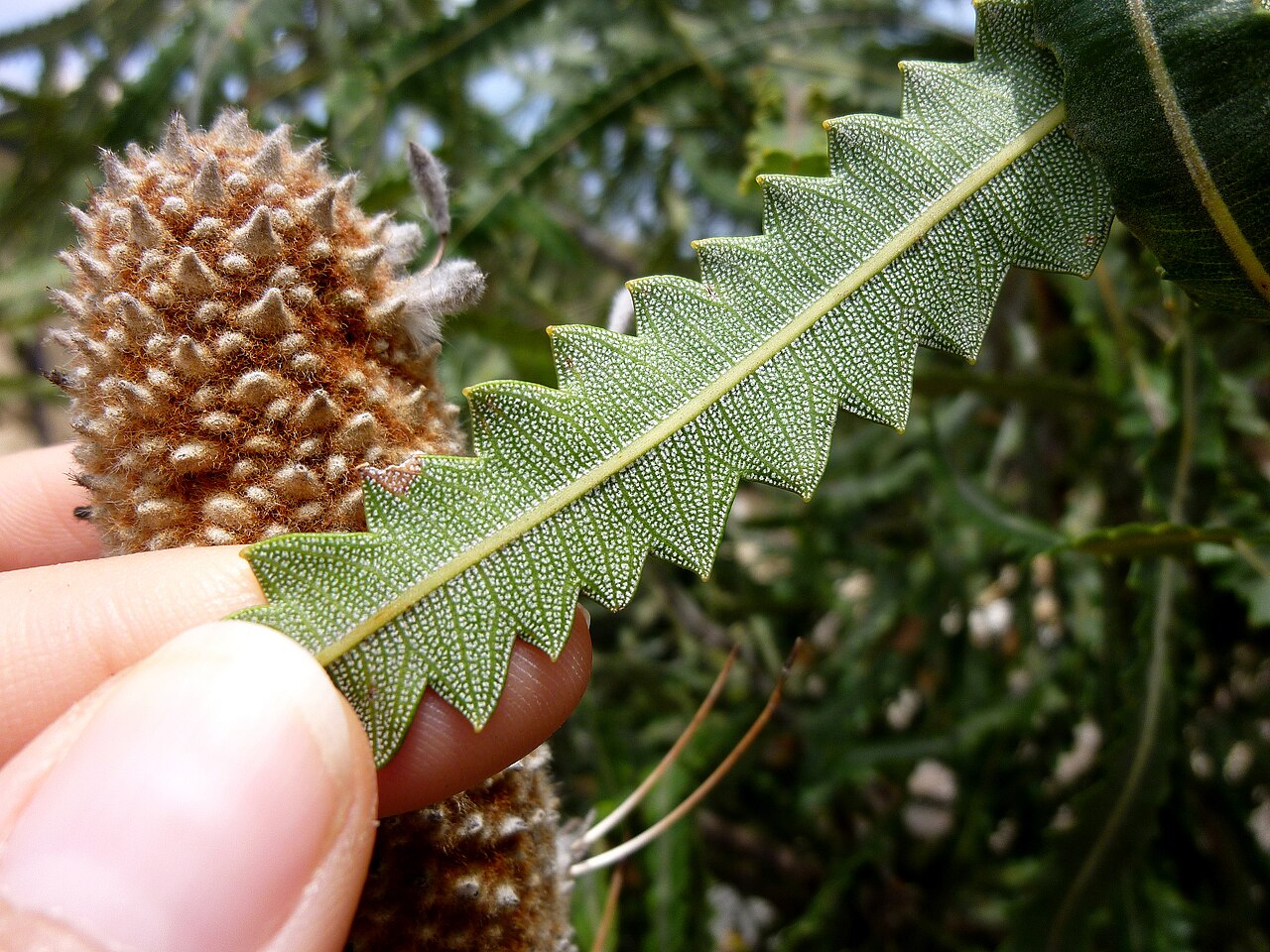 Banksia hookeriana: Leaf of Banksia hookeriana, Australian Botanic Garden Mount Annan