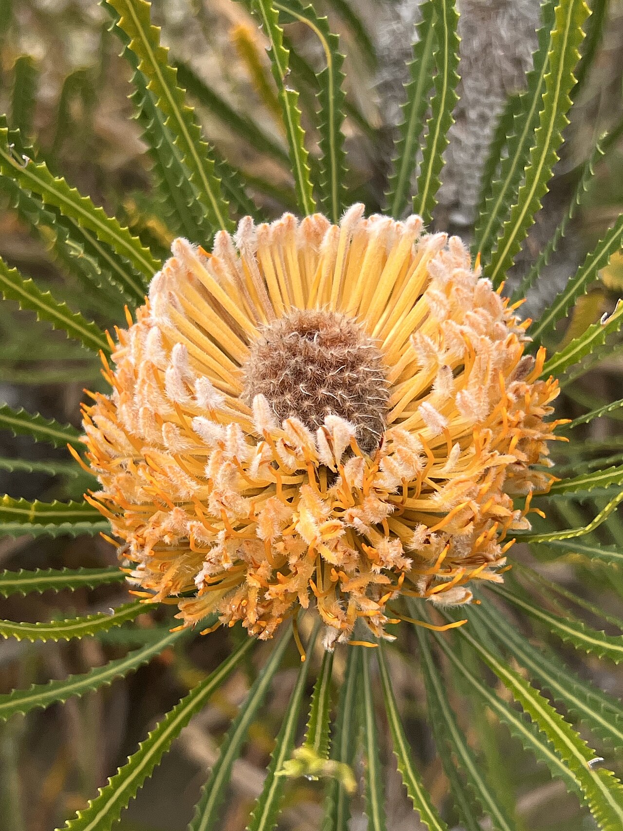 Banksia hookeriana: Banksia hookeriana cultivated plant growing in the Australian National Botanic Gardens
