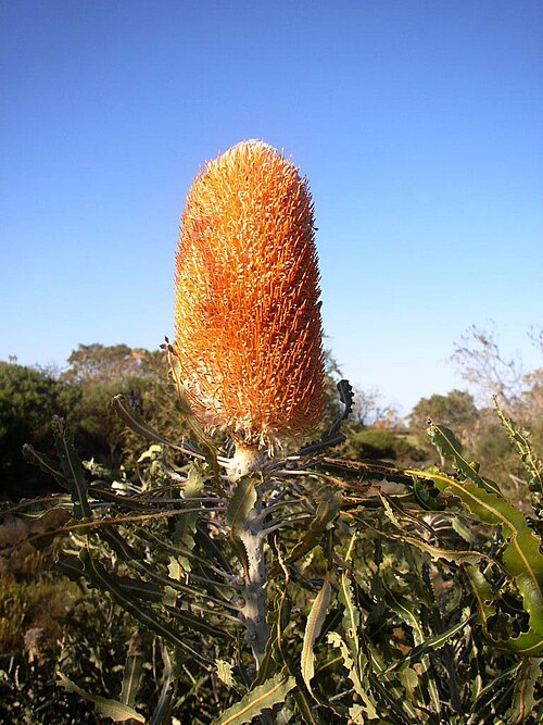 Banksia hookeriana: Hookers Banksia