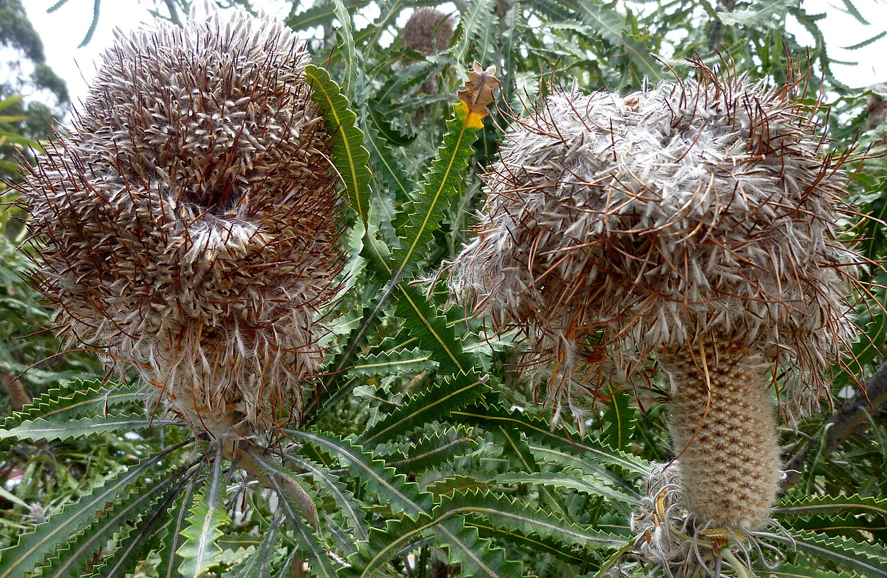 Banksia hookeriana: Seed "cone" of Banksia hookeriana, Australian Botanic Garden Mount Annan