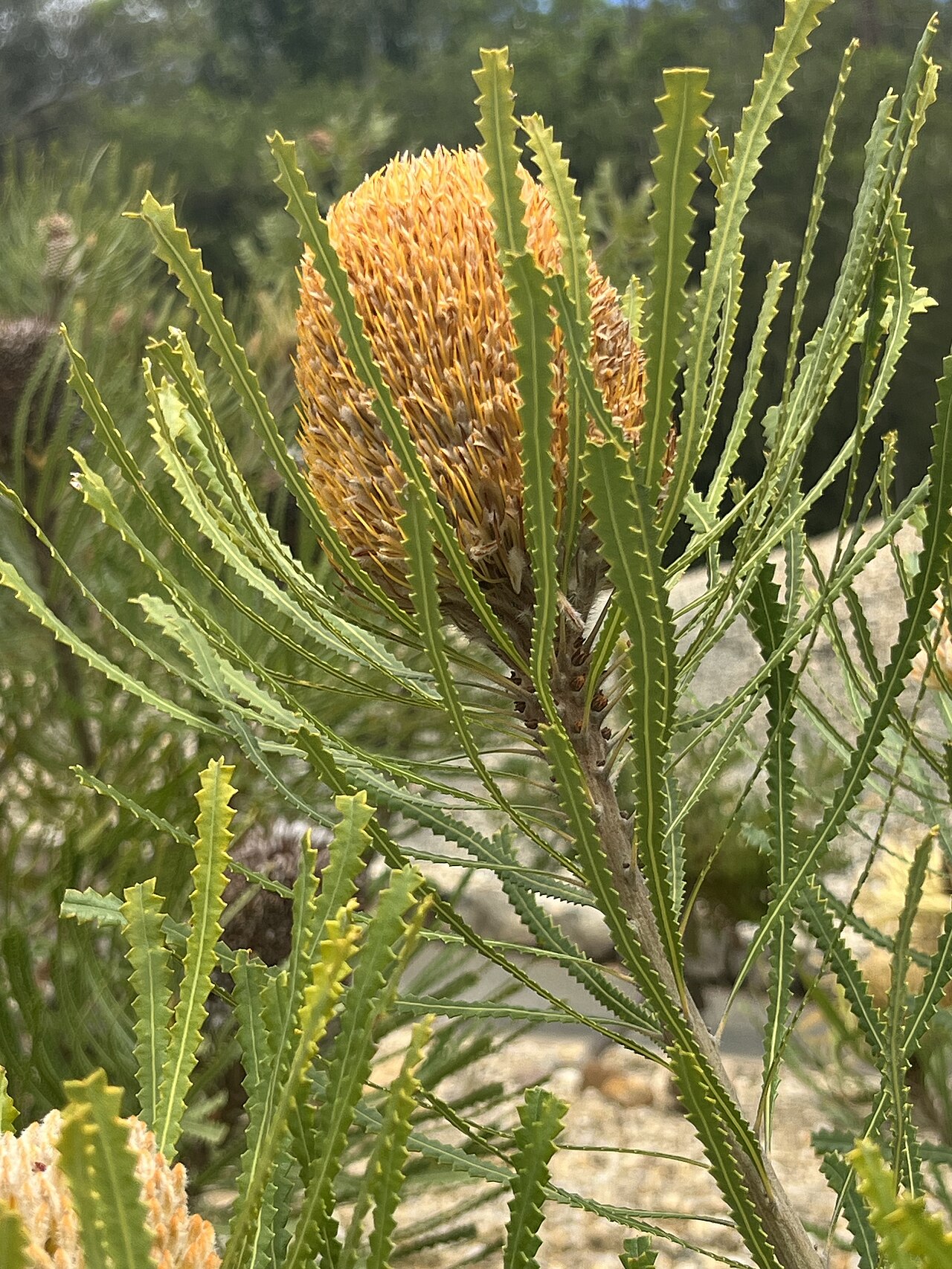 Banksia hookeriana: Banksia hookeriana cultivated plant growing in the Australian National Botanic Gardens