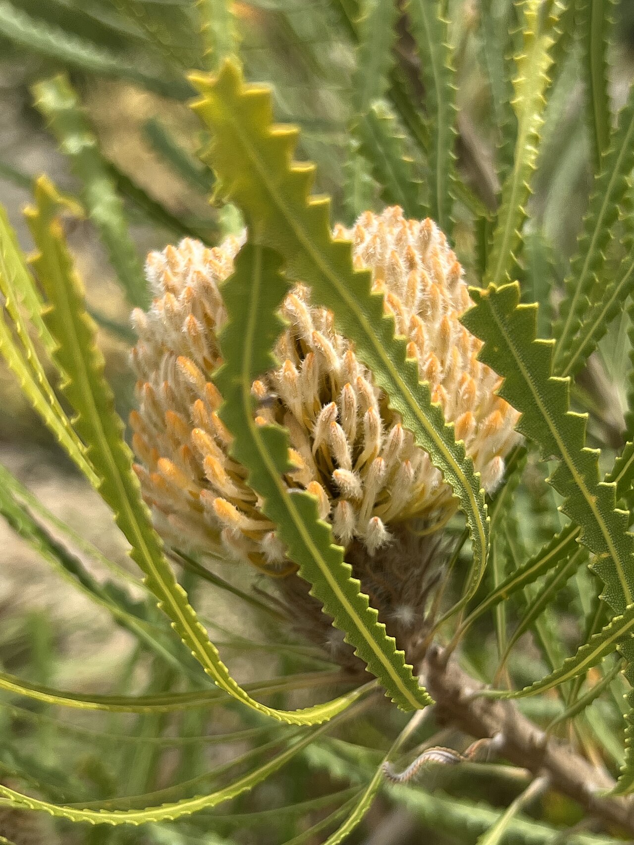 Banksia hookeriana: Banksia hookeriana cultivated plant growing in the Australian National Botanic Gardens