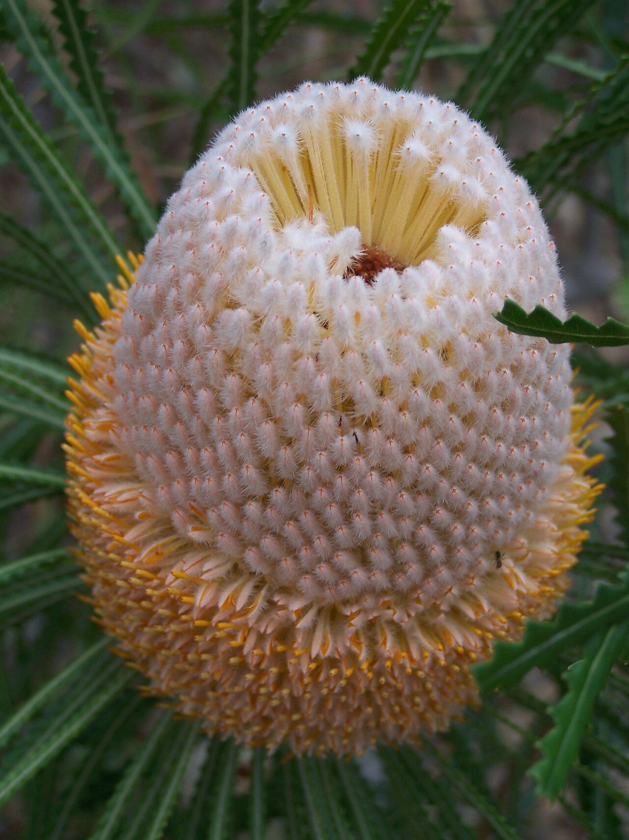 Banksia hookeriana: Banksia hookeriana , colloquially known as a hookie , the only winter flowering acorn banksia