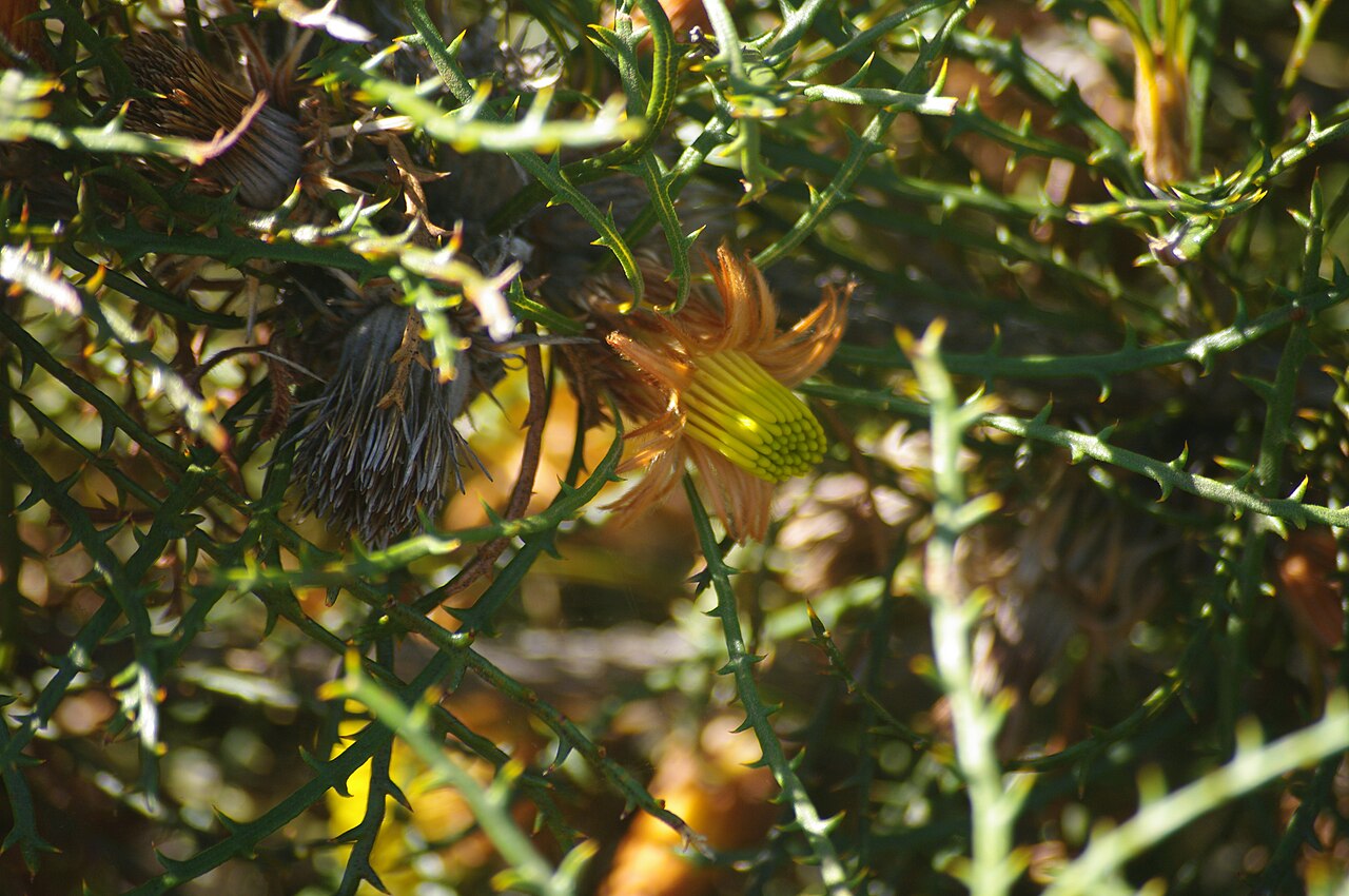 Banksia horrida: Banksia horrida