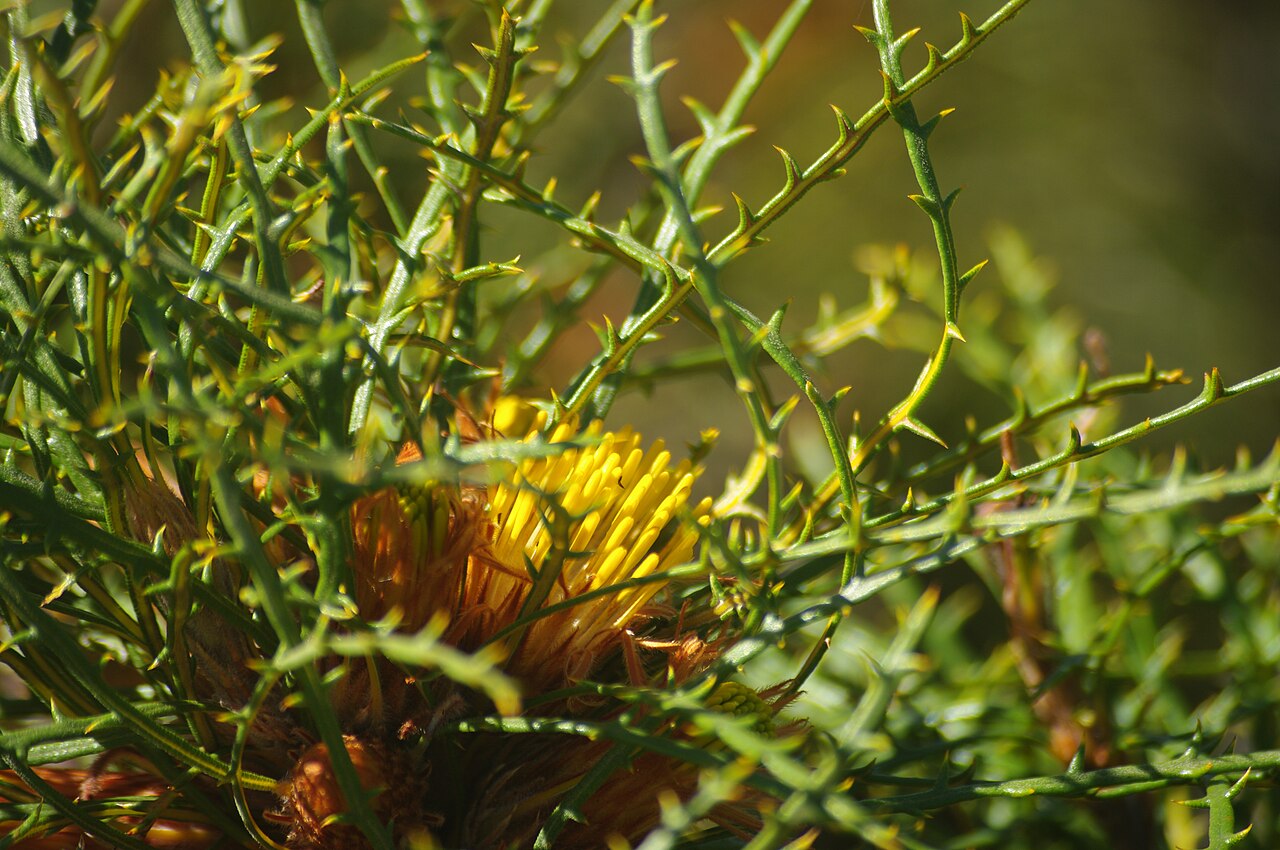 Banksia horrida: Banksia horrida