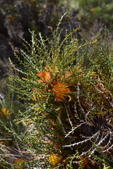 Banksia horrida (Banksia horrida)