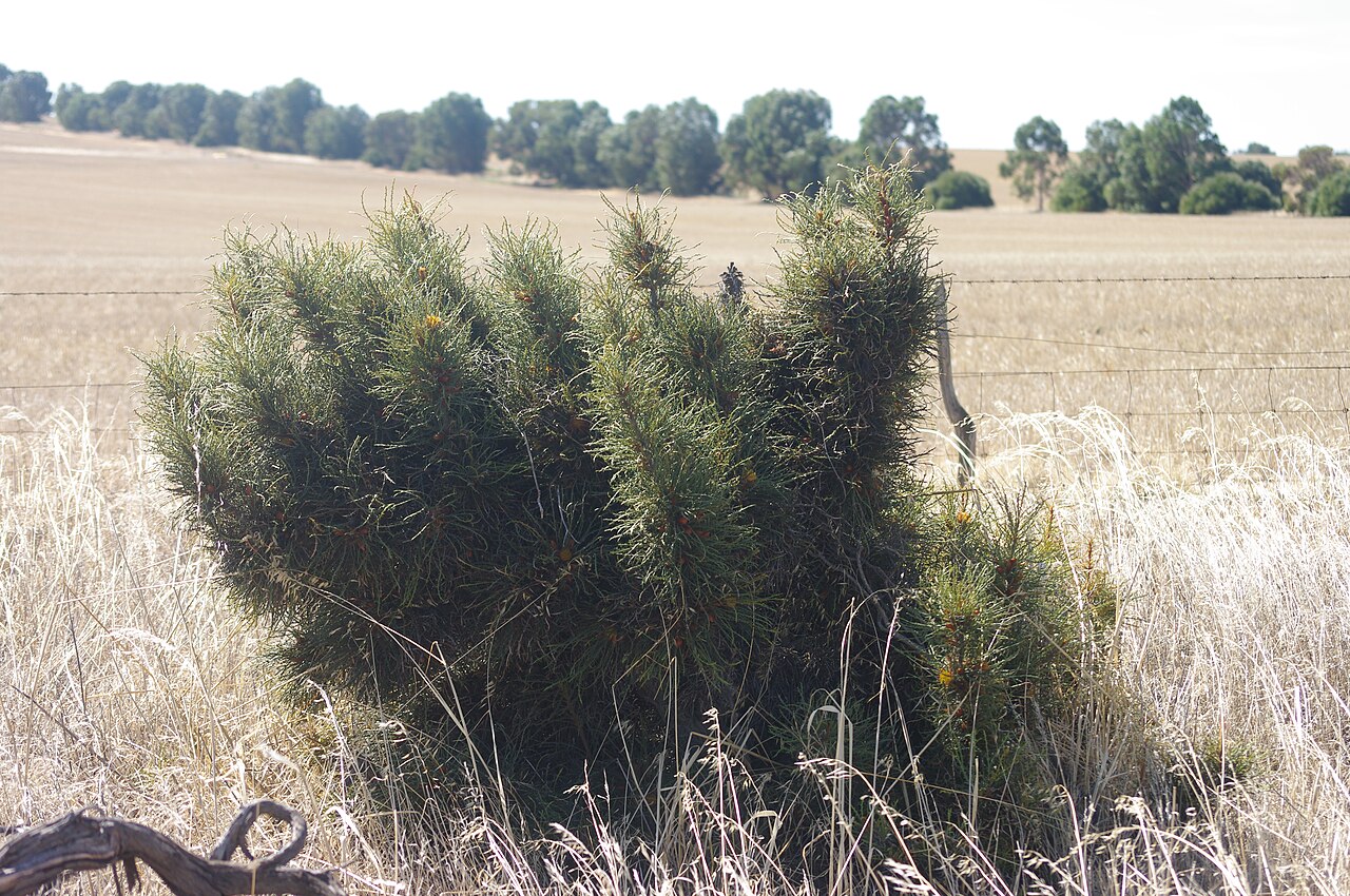 Banksia horrida: Banksia horrida