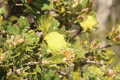 Banksia ilicifolia (Banksia ilicifolia)