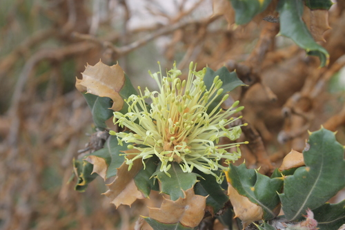 Banksia ilicifolia (Banksia ilicifolia)