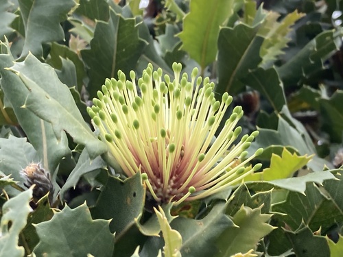 Banksia ilicifolia (Banksia ilicifolia)