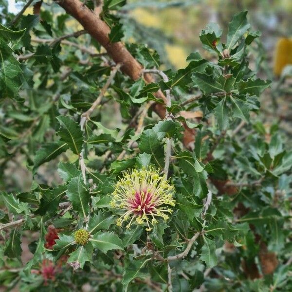 Banksia ilicifolia (Banksia ilicifolia)