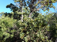 Banksia ilicifolia (Banksia ilicifolia)