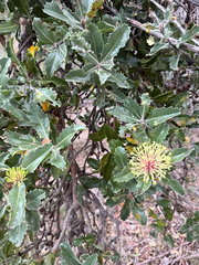 Banksia ilicifolia (Banksia ilicifolia)