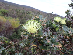 Banksia ilicifolia (Banksia ilicifolia)
