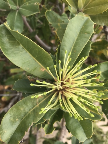 Banksia ilicifolia (Banksia ilicifolia)