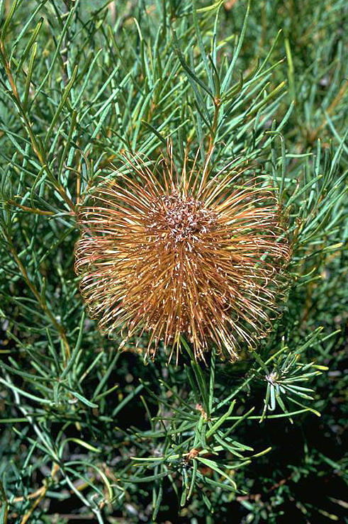 Banksia incana: Banksia incana at Cockleshell Gully, Western Australia