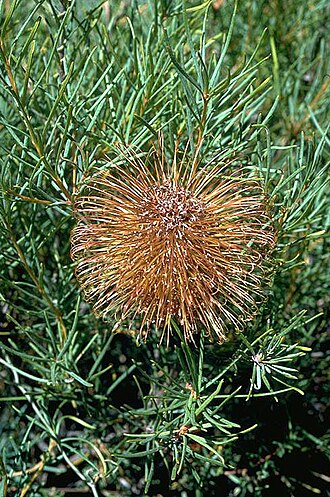 Banksia incana: Banksia incana at Cockleshell Gully, Western Australia