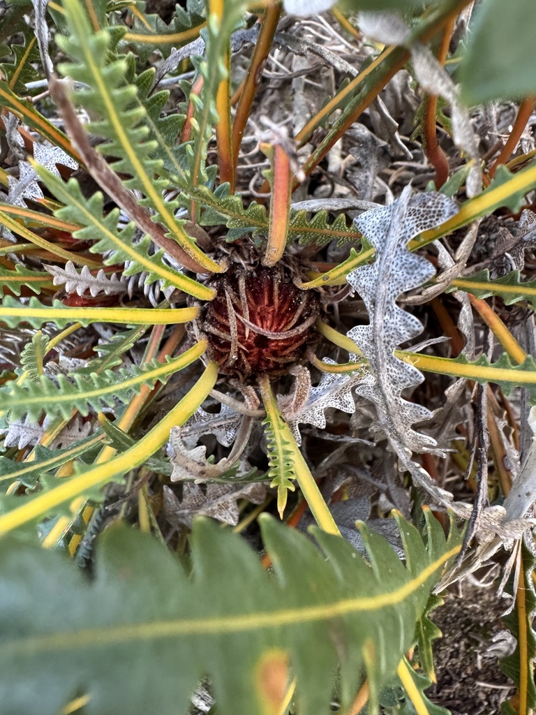 Banksia ionthocarpa (Banksia ionthocarpa)