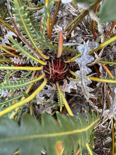 Banksia ionthocarpa (Banksia ionthocarpa)