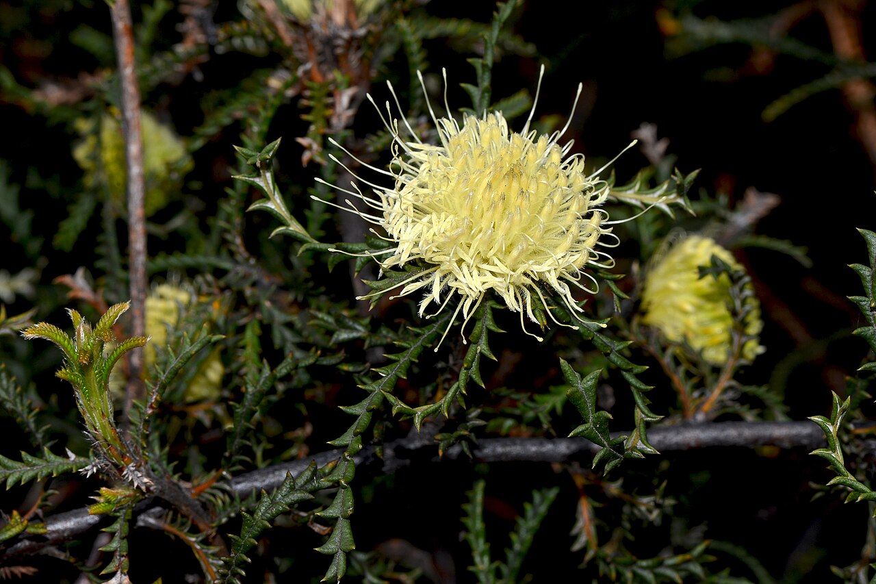 Banksia kippistiana: Banksia kippistiana