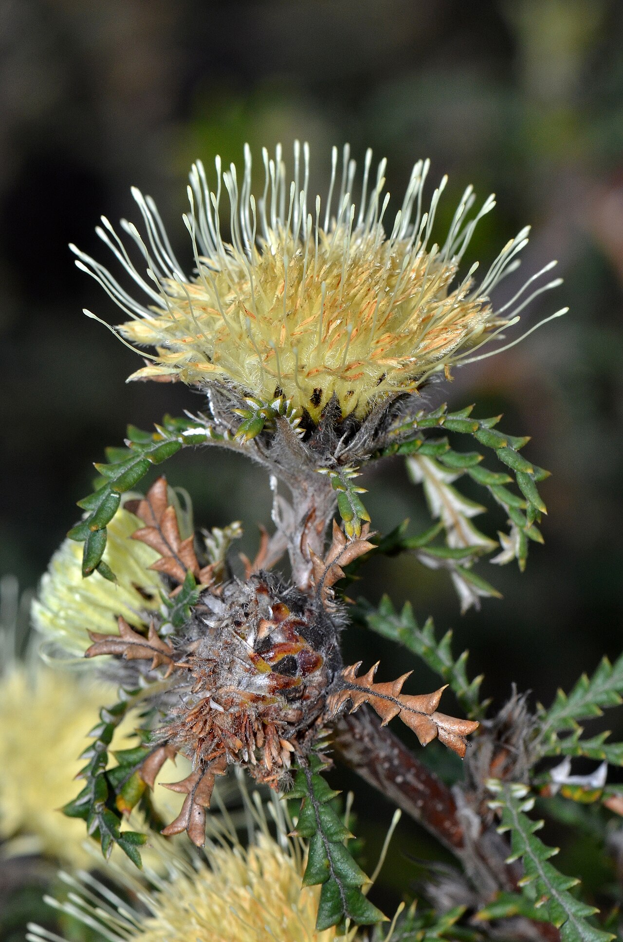 Banksia kippistiana: Banksia kippistiana