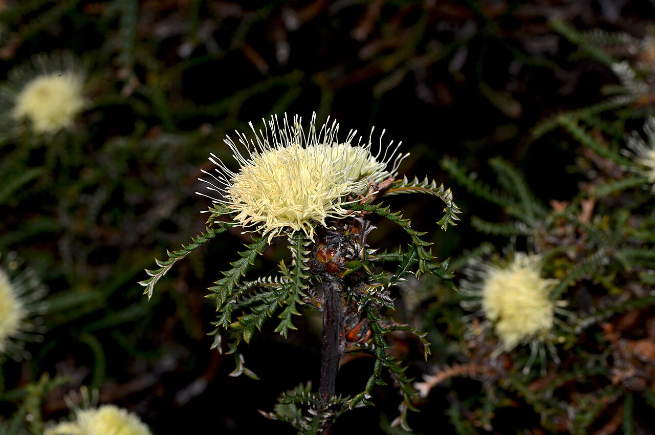 Banksia kippistiana: Banksia kippistiana