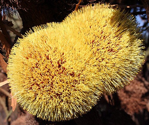Banksia laevigata: Banksia laevigata var. fuscolutea Forrestiana Rd