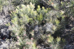 Banksia lanata (Banksia lanata)