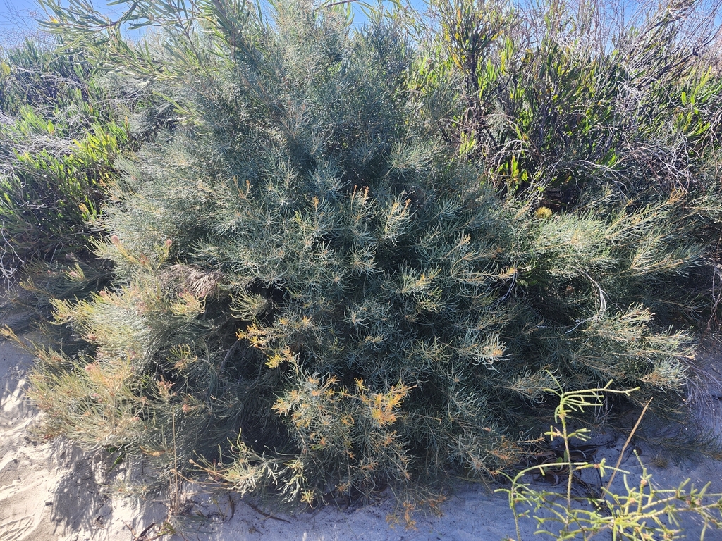 Banksia lanata (Banksia lanata)