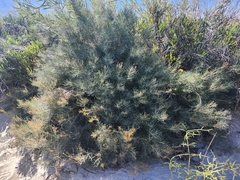 Banksia lanata (Banksia lanata)