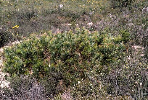 Banksia lanata: Banksia lanata south of Eneabba, Western Australia