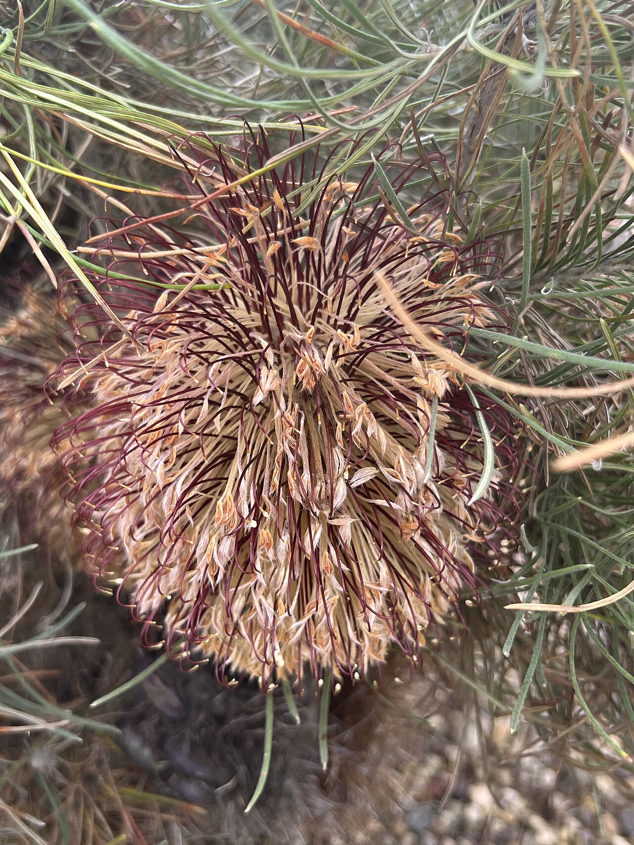 Banksia lanata: Banksia lanata cultivated plant growing in the Australian National Botanic Gardens