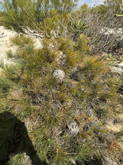 Banksia lanata (Banksia lanata)