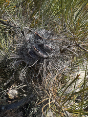 Banksia lanata (Banksia lanata)