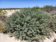 Banksia lanata (Banksia lanata)
