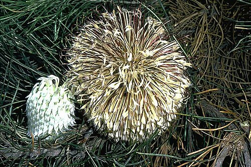 Banksia lanata: Banksia lanata at Coomallo, Western Australia