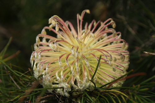 Banksia lanata (Banksia lanata)