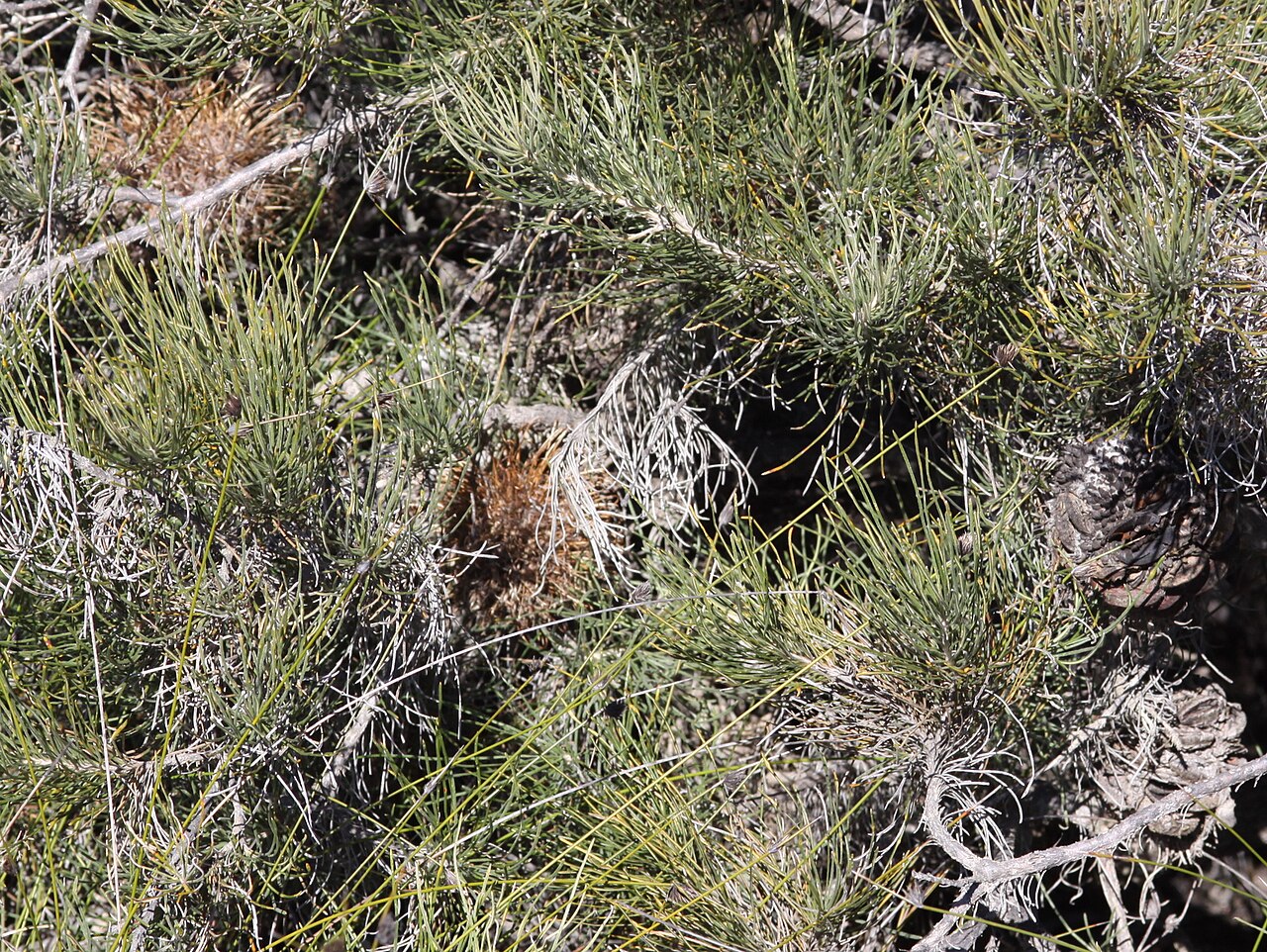 Banksia lanata: Banksia lanata at Tathra National Park