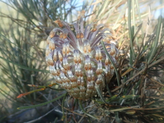 Banksia lanata (Banksia lanata)