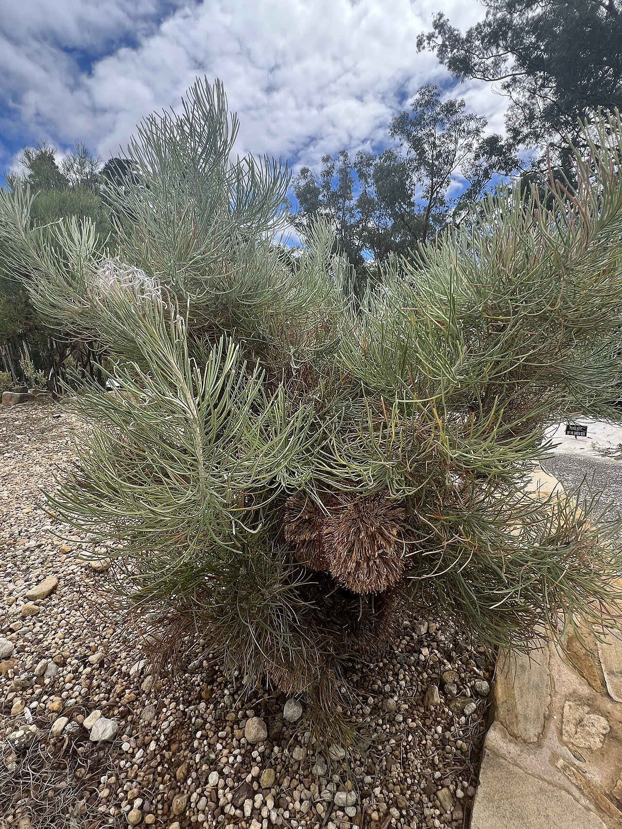 Banksia lanata: Banksia lanata cultivated plant growing in the Australian National Botanic Gardens