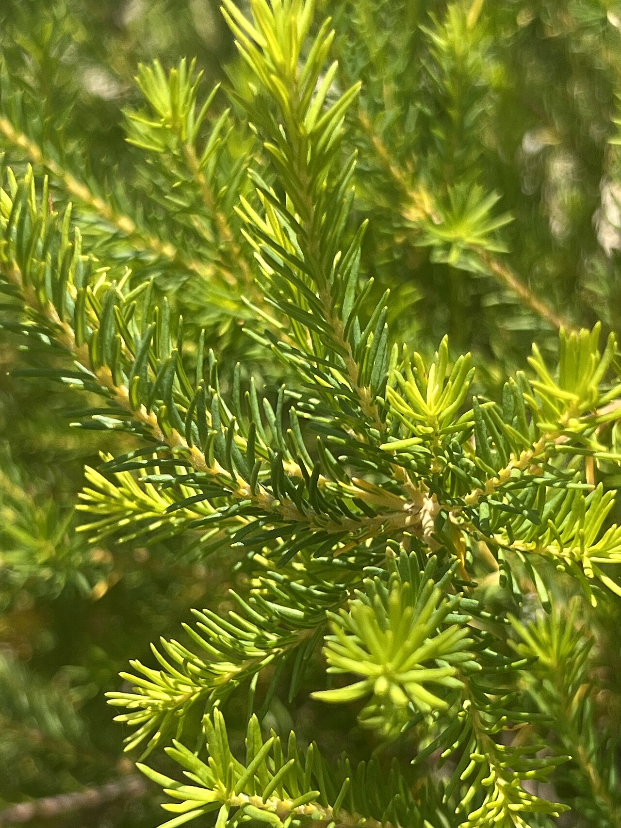 Banksia laricina: Banksia laricina cultivated plant growing in the Australian National Botanic Gardens