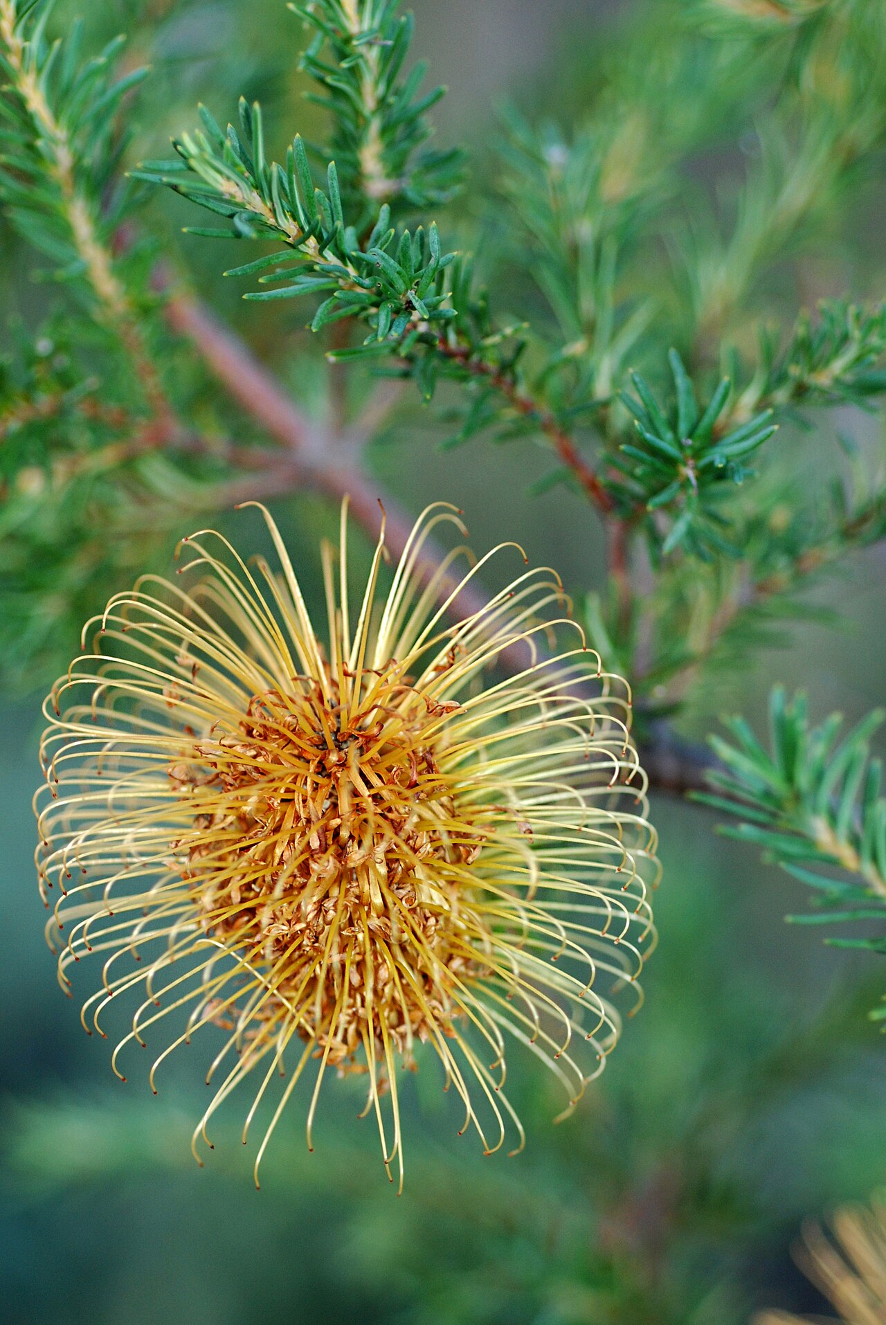 Banksia laricina: Common name Rose Banksia. The plants flower April to July and have the most interesting fruit. Photo: Jean Explored: Mar 17, 2021 #407