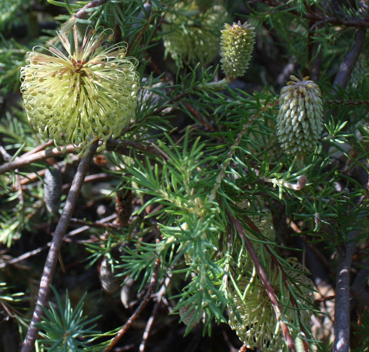 Banksia laricina: Inflorescences of Banksia laricina at various stages of bud, amongst foliage, in cultivation, Kings Park, Perth, Western Australia