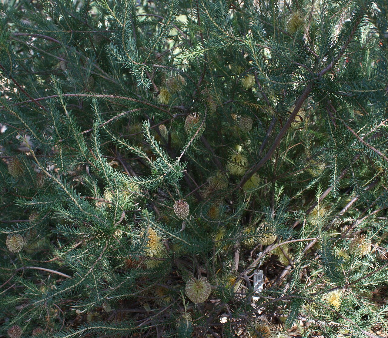 Banksia laricina: Foliage of Banksia laricina , in cultivation, Kings Park, Perth, Western Australia