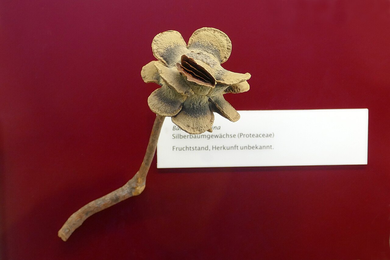 Banksia laricina: Banksia laricina . Silberbaumgewächse (Proteaceae). Fruit, d'origine inconnue. Musée botanique de Berlin.