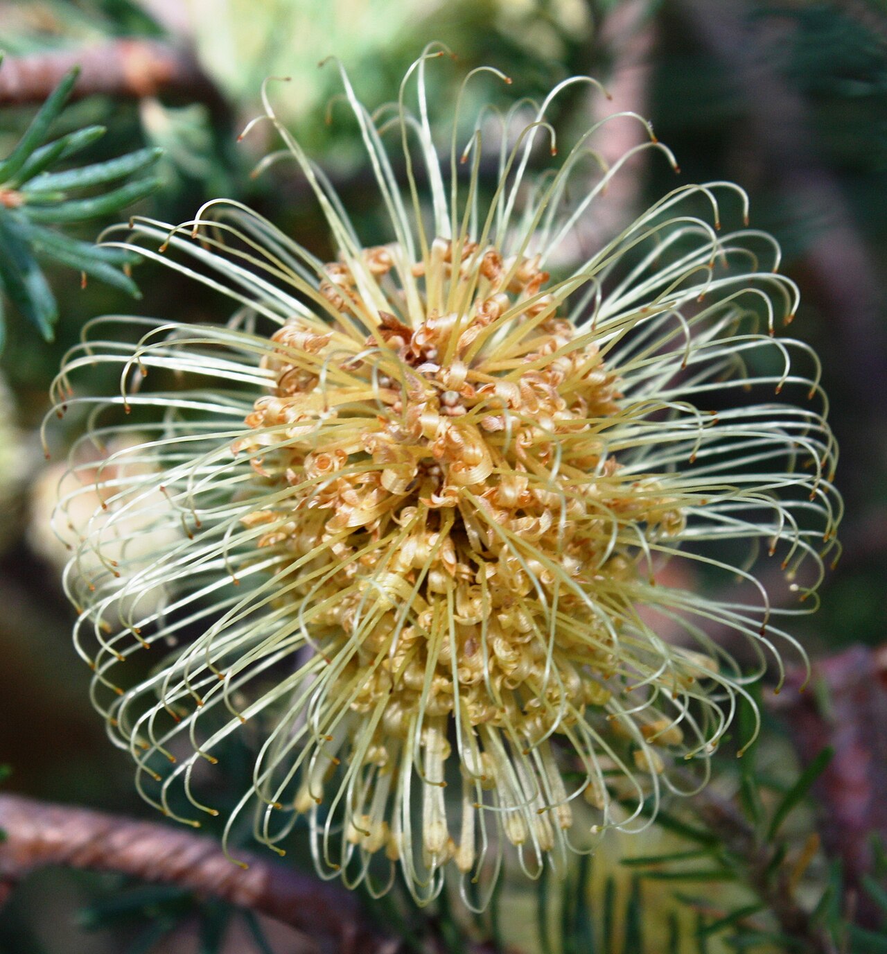 Banksia laricina: Inflorescence of Banksia laricina , in cultivation, Kings Park, Perth, Western Australia